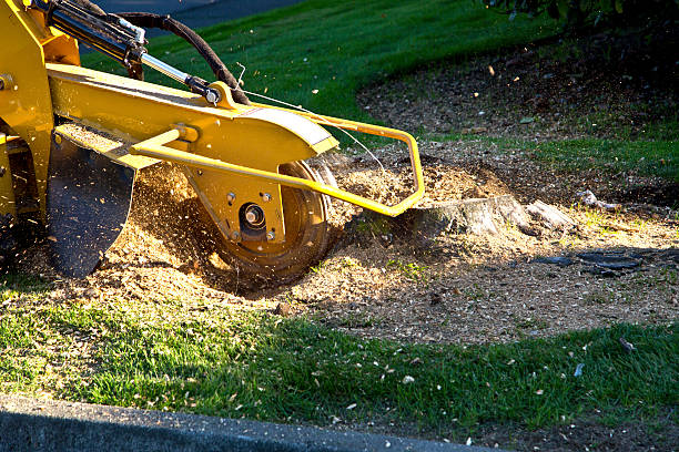 Emergency Storm Tree Removal in Las Lomas, CA